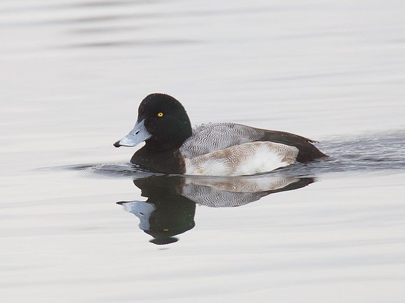 Greater Scaup Feb 18 2022 Mill Lake - 2 of 3