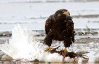 American Bald eagle 2 on swan Jan 13 2014 Sumas   252
