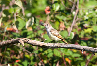 Ash-throated Flycatcher Sept 14 2014 Bbay small Airport  2061