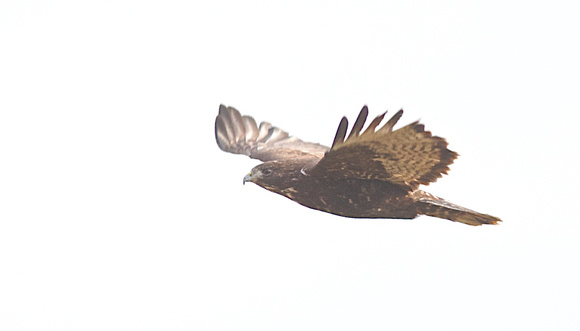 Harlan's Redtail Hawk 4 Jan 15 2014 Sumas  256