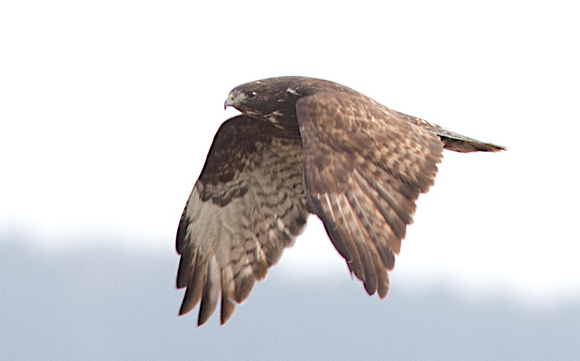 Harlan's Redtail Hawk 2 Jan 15 2014 Sumas  254