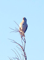 American Tree Sparrow Dec 3 2013 Sumas  594