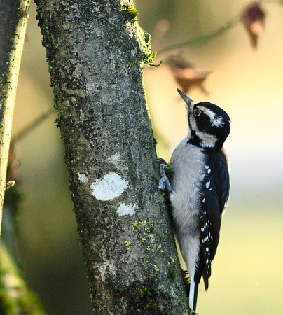 Hairy Woodpecker 2