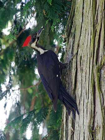 Pileated Woodpecker female July 9 2014 Tanglebank  1654