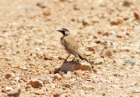 Horned lark May 12 2014 Buenos Aires NWR  1238
