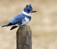 Belted Kingfisher male 1