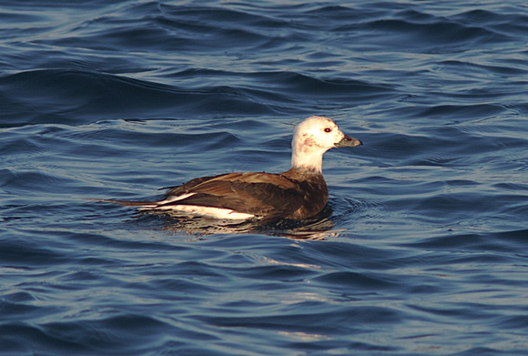 Long-tailed Duck Nov 15 2014 Pt. Roberts  565