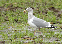 Glaucous-winged X Western Gull
