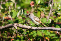 Ash-throated Flycatcher Sept 14 2014 Bbay small Airport  2065