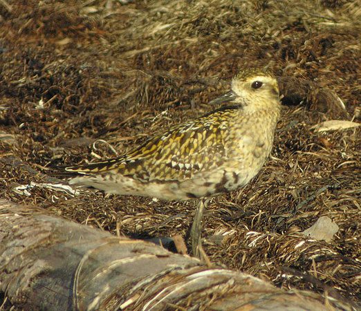 Pacific-Golden-Plover-Aug-1