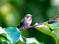 Anna's Hummingbird juv.male home July 2 2014  1652