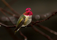 Anna's Hummingbird male nov 5 2013 home  093