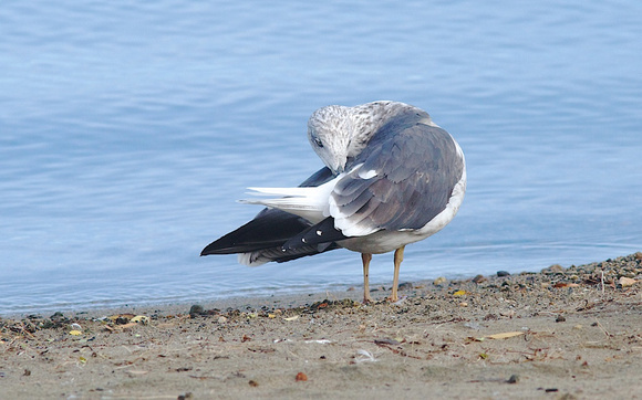 Lesser  Black-backed Gull Oct 14 2014 Penticton Third cycle  284
