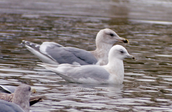 Iceland-with-Glaucous-winged Gull