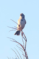 American Tree Sparrow Dec 3 2013 Sumas  593