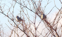 American Tree Sparrow Dec 13 2014 Sumas  630