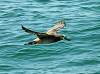Black-footed-Albatross-flying