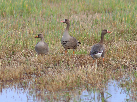 White-fronted Geese 3
