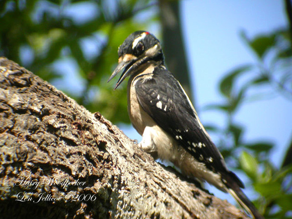 Hairy-Woodpecker-Apr