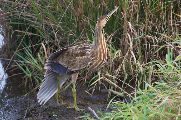 American Bittern adjusted Oct 12 2016 Wilband  4483