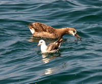 Black-footed-Albatross-Nort