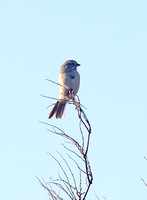 American Tree Sparrow Dec 3 2013 Sumas  595