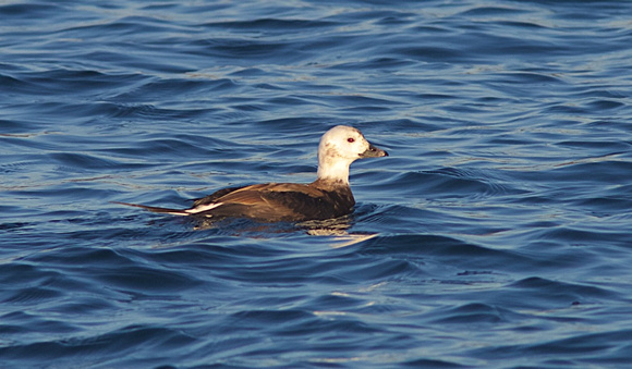 Long-tailed Duck Nov 15 2014 Pt. Roberts  566