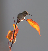 Anna's Hummingbird female Oct 29 2013 on leaf home  084