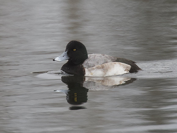 Greater Scaup Feb 18 2022 Mill Lake - 1 of 3