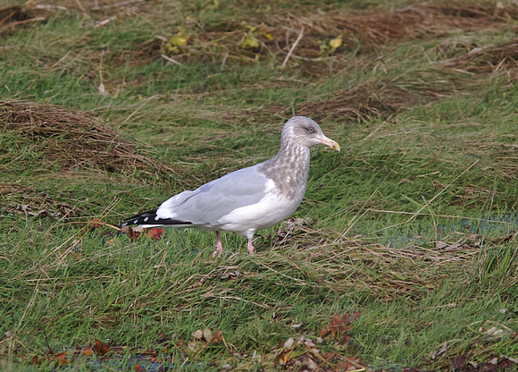 Herring Gull Nov 7 2014 Neah Bay  450