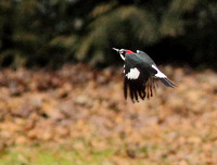 Acorn Woodpecker 3