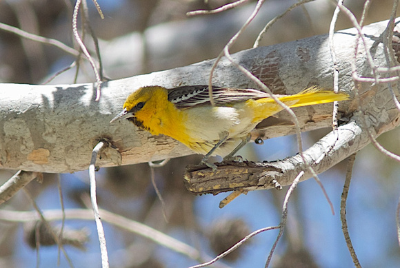 Bullock's Oriole May 12 2014 Buenos Aires NWR  1233