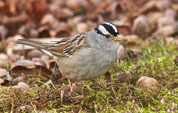 White-crowned Sparrow Feb 11 2014 Sumas Adult  323
