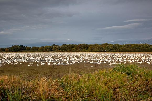 snow geese 3  hdr