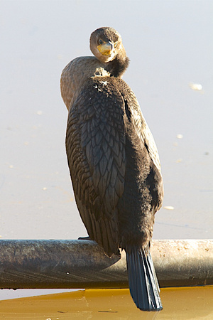 Double-crested Cormorant Jan 4 2014 Matsqui  230