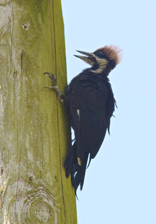 Pileated Woodpecker fledgling July 9 2014 Tanglebank  1655