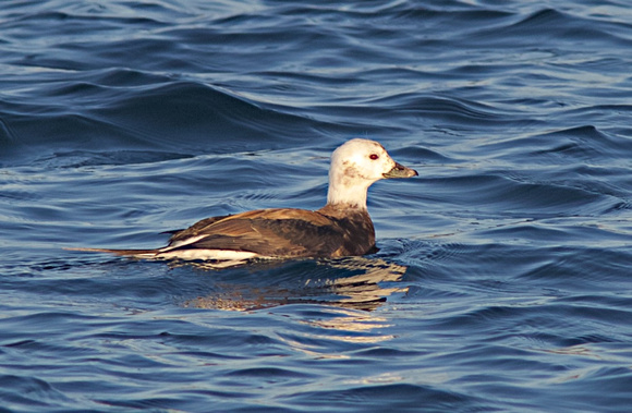 Long-tailed Duck Nov 15 2014 Pt. Roberts  564