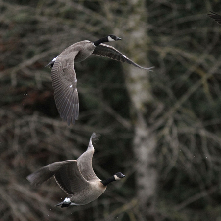 Canada Geese flying 2