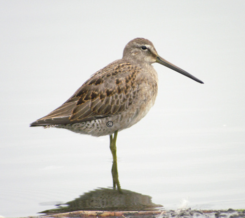Long-billed-Dowitcher-Sept