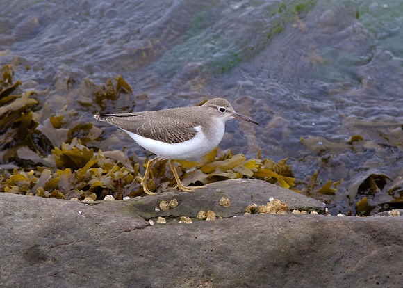 Spotted Sandpiper Sept 1 2014 Iona Jetty  1928