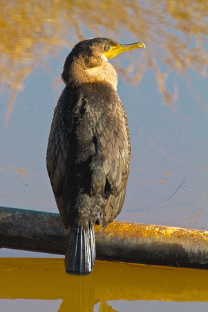 Double-crested Cormorant 2 Jan 4 2014 Matsqui  231