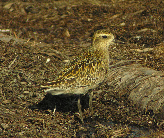Pacific-Golden-Plover-2-Aug