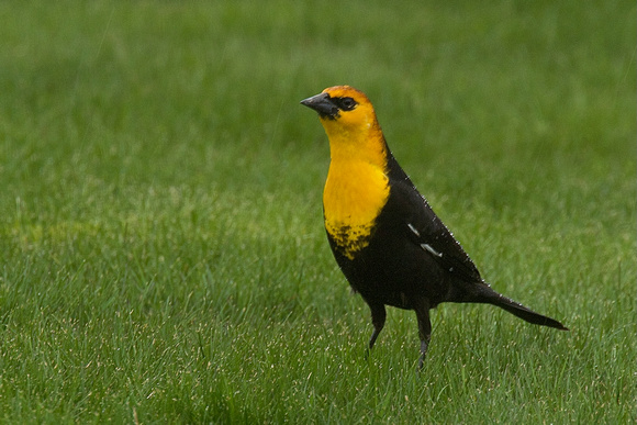 Yellow-headed Blackbird Apr 3 2022 S. Sumas Chilliwack - 2 of 3