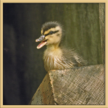mallard-duckling-trapped-July