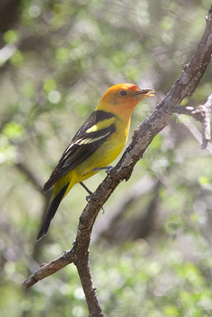Western Tanager May 10 2014 Montose Canyon  1203