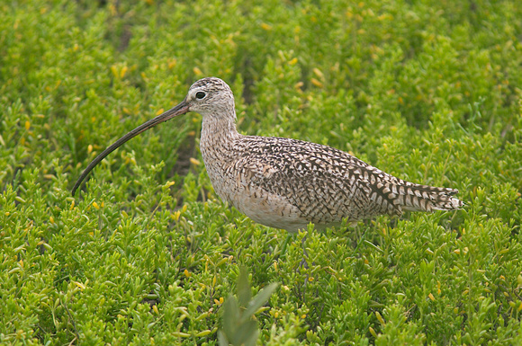 Long-billed Curlew Mar 16 2014 Padre  349