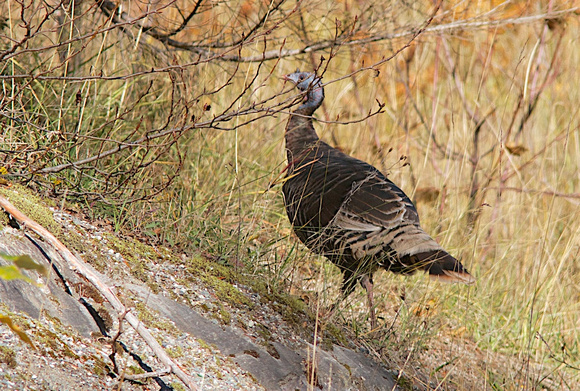 Wild Turkey Kaslo Oct 17 2013   047