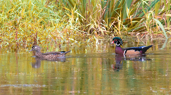 Wood Duck male Sept 20 2014 GBH Reserve  2086