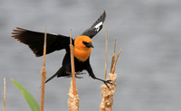 Yellow-headed Blackbird Brooks