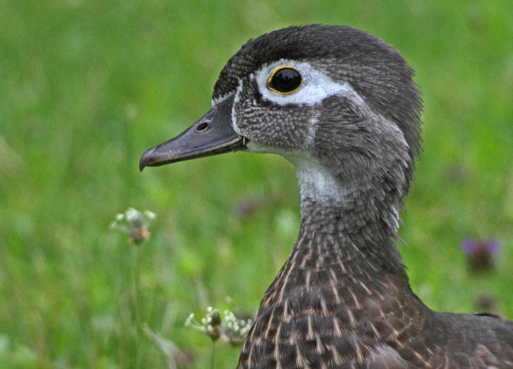 Wood-Duck-female